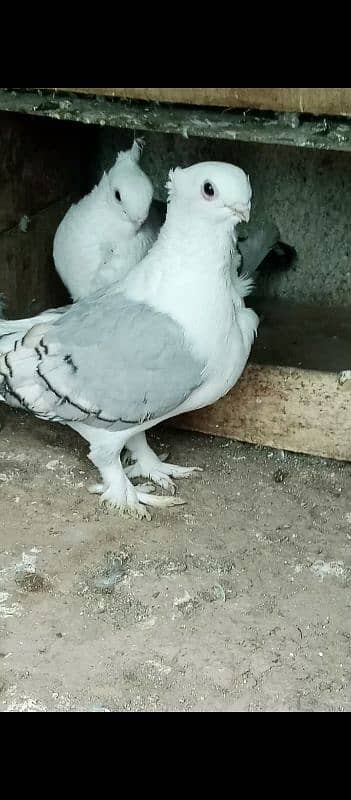 black mukhi breeder pair 1