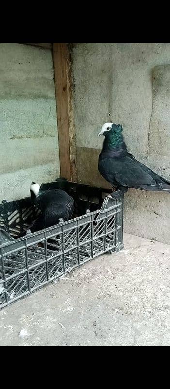 black mukhi breeder pair 3