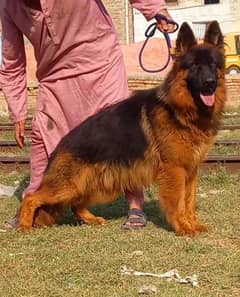 German Shepherd proper long coat mail big heavy bourn structure so