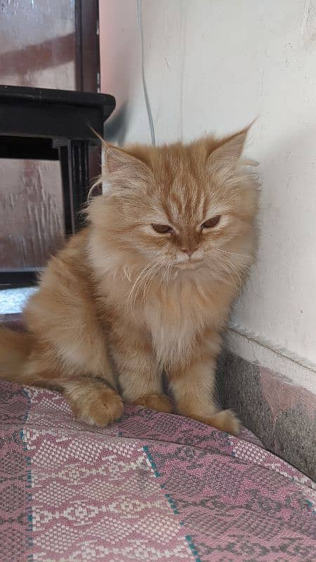 Persian female Kitten 1