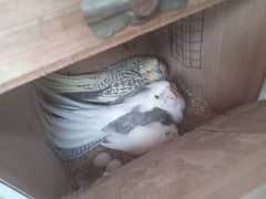 New 1 Cockatiel Breader Pair Available For Sale With 1 chick For Tame