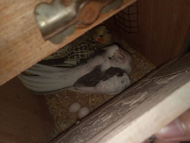 New 1 Cockatiel Breader Pair Available For Sale With 1 chick For Tame 2