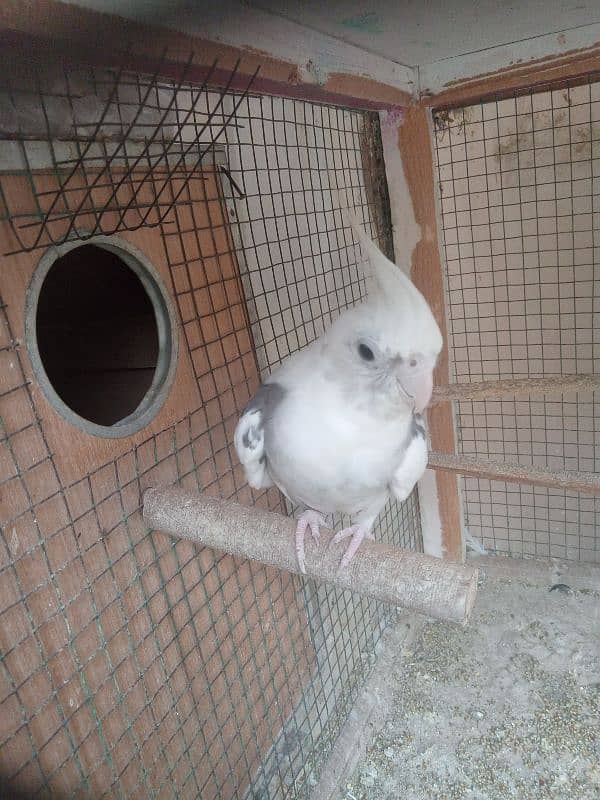 New 1 Cockatiel Breader Pair Available For Sale With 1 chick For Tame 3