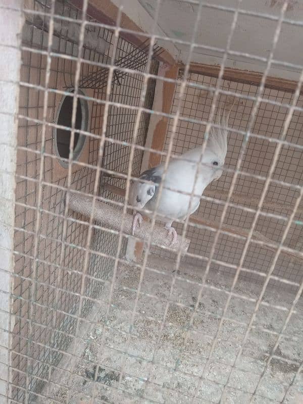 New 1 Cockatiel Breader Pair Available For Sale With 1 chick For Tame 4