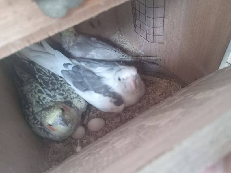 New 1 Cockatiel Breader Pair Available For Sale With 1 chick For Tame 0