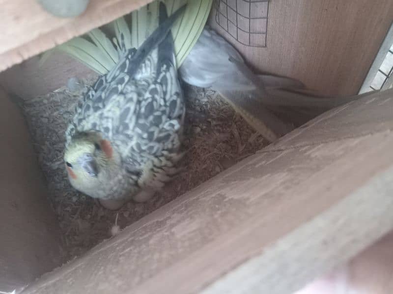 New 1 Cockatiel Breader Pair Available For Sale With 1 chick For Tame 5