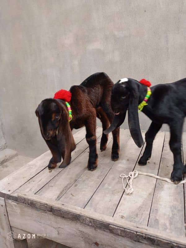 MashAllah vip beetal goat kids pair. 03334084403 9