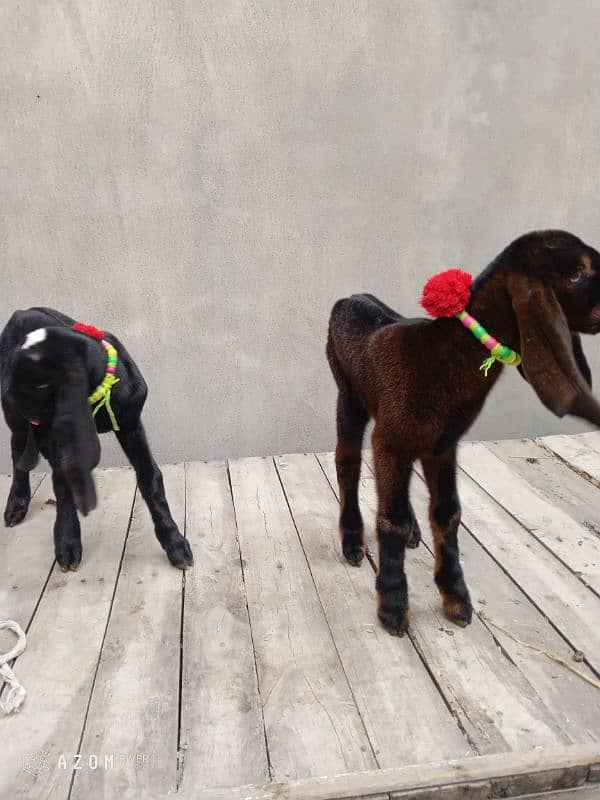 MashAllah vip beetal goat kids pair. 03334084403 11