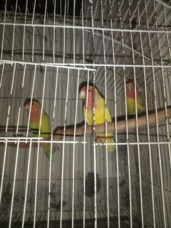 common Latino Love birds red eyes 3