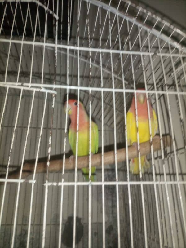 common Latino Love birds red eyes 5