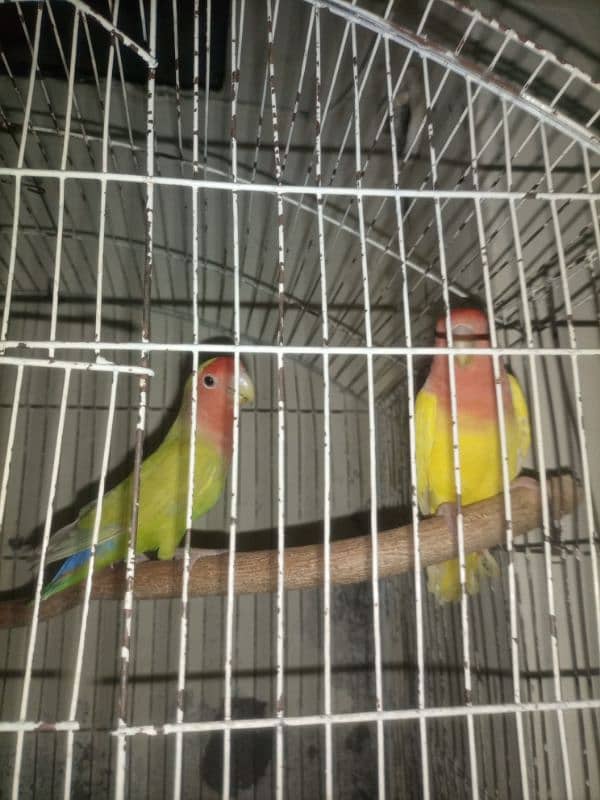 common Latino Love birds red eyes 6