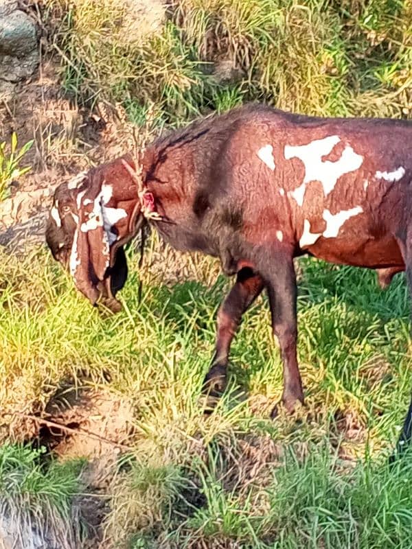 Sahiwal Bital  bakra 0