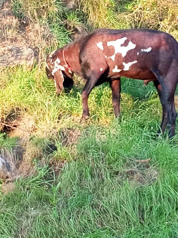 Sahiwal Bital  bakra 1