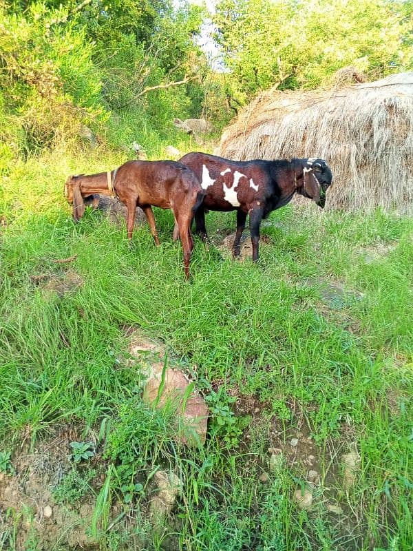 Sahiwal Bital  bakra 2