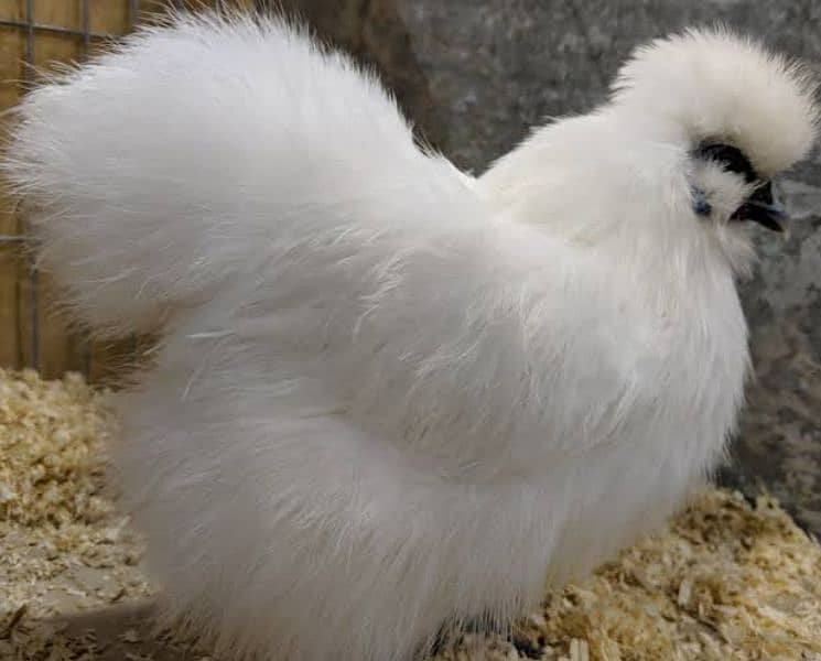 Silkie Hen Pair 1