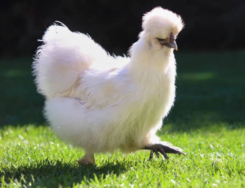 Silkie Hen Pair 2