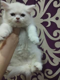 Beautiful Persians breed kittens  for sale