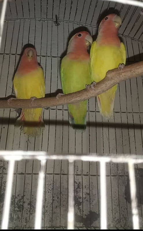 common Latino Love birds red eyes 1