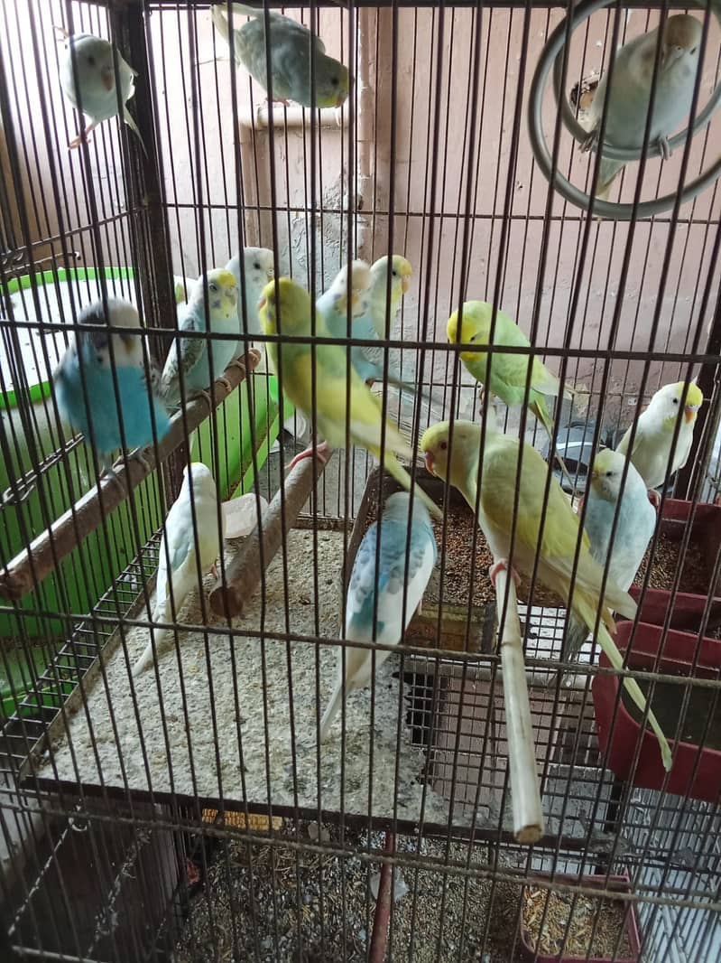 Fisher And Budgie Parrots Pair 4