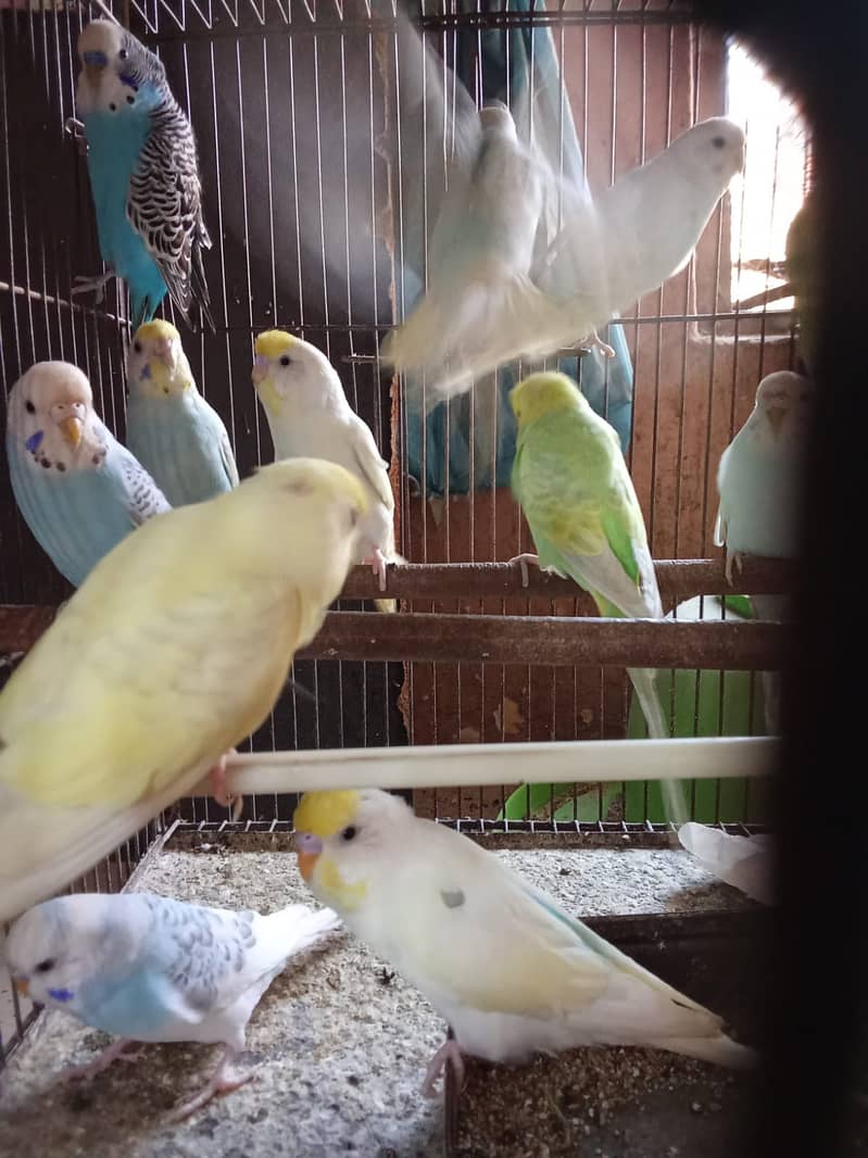 Fisher And Budgie Parrots Pair 7