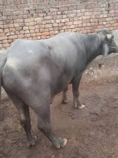 bull for breeding available for sale