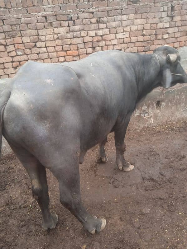 bull for breeding available for sale 0