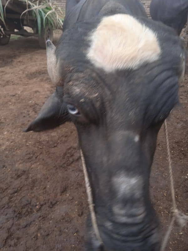 bull for breeding available for sale 1