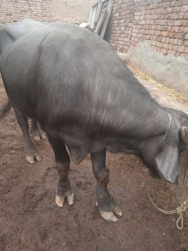 bull for breeding available for sale 2