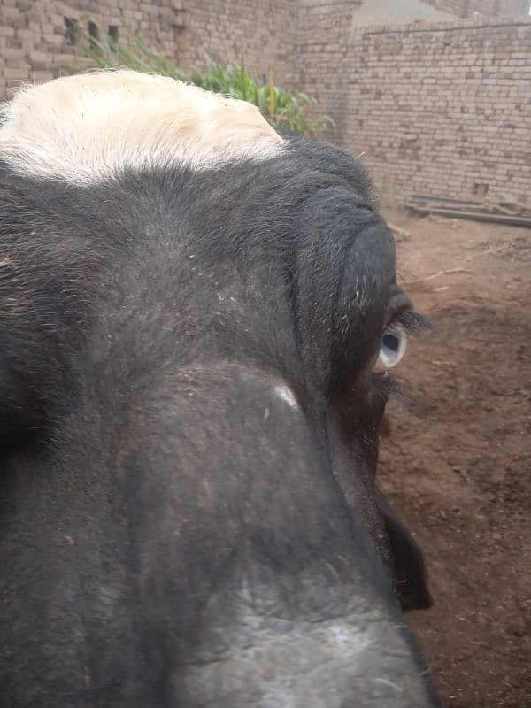 bull for breeding available for sale 3