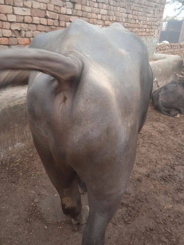 bull for breeding available for sale 4