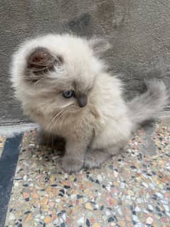 persian kitten female triple coated