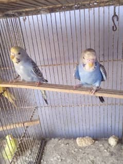 Budgies