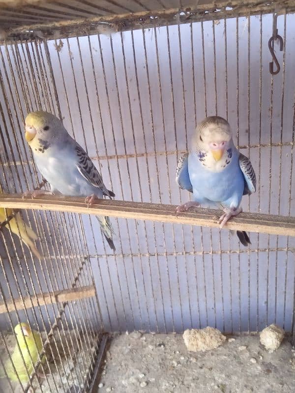 Budgies Pair 0