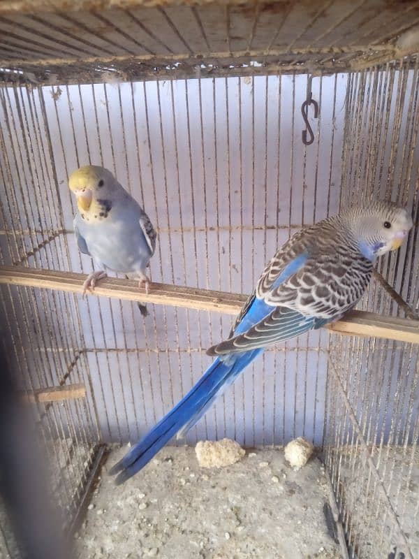 Budgies Pair 1