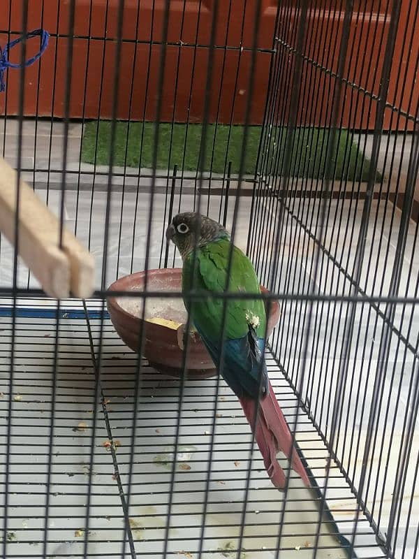 Green couner parrot 3