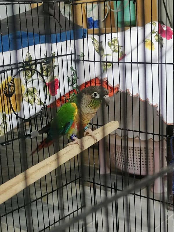 Green couner parrot 4