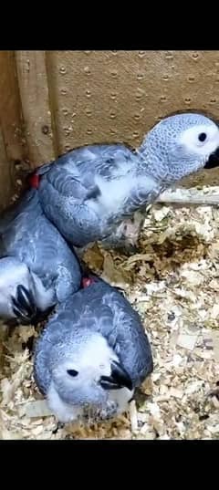 African grey parrot chicks 4 month age 0370-4821-427