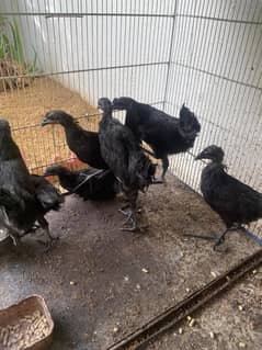 Ayam Cemani black tongue