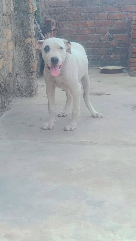 Bully Gulteir 3 months old 4