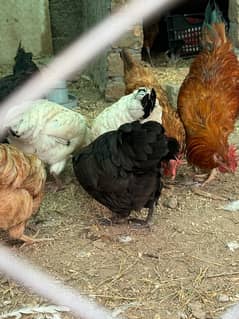 golden misri egg laying for sale