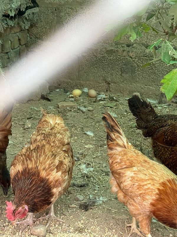 golden misri hens | egg laying hens |desi murghi | desi murga for sale 1