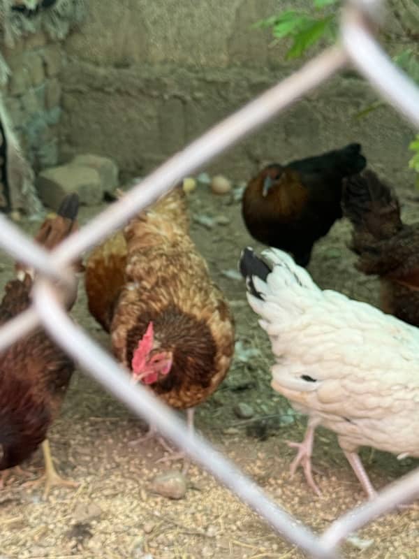 golden misri hens | egg laying hens |desi murghi | desi murga for sale 2