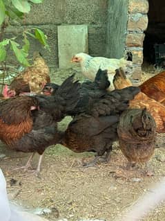 golden misri hens | egg laying hens |desi murghi | desi murga for sale