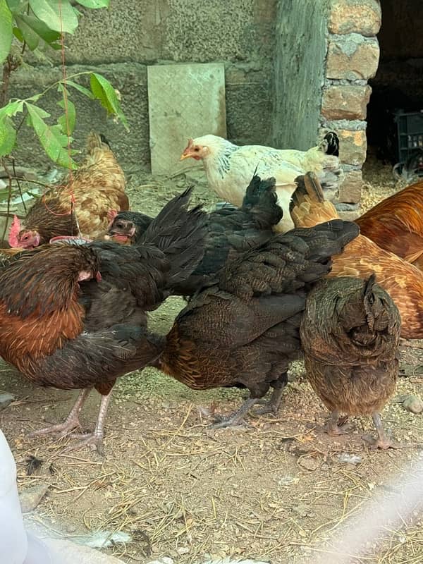 golden misri hens | egg laying hens |desi murghi | desi murga for sale 0