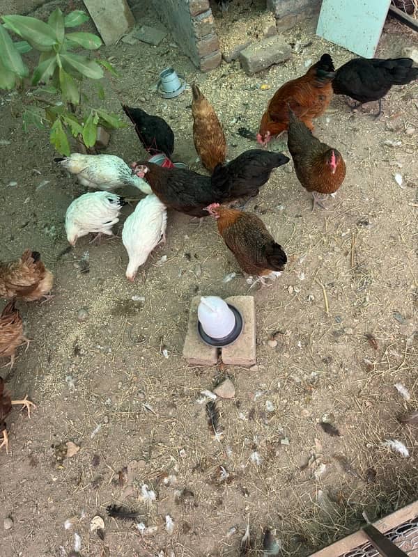 golden misri hens | egg laying hens |desi murghi | desi murga for sale 5