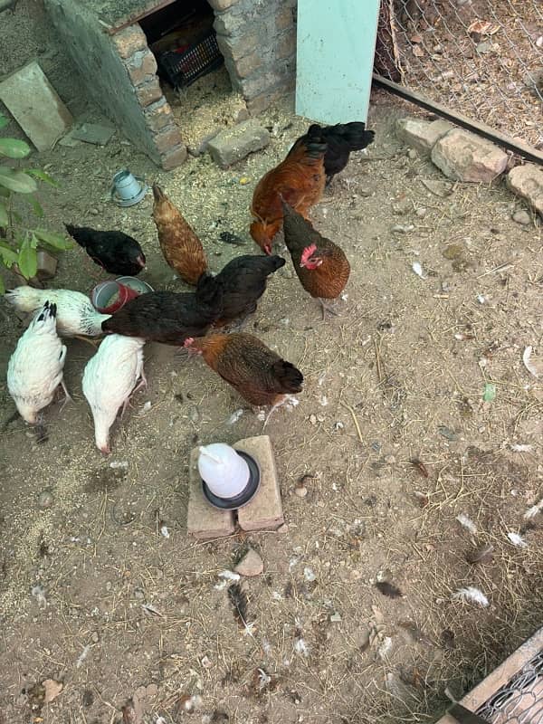 golden misri hens | egg laying hens |desi murghi | desi murga for sale 6