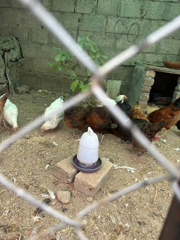 golden misri hens | egg laying hens |desi murghi | desi murga for sale 7