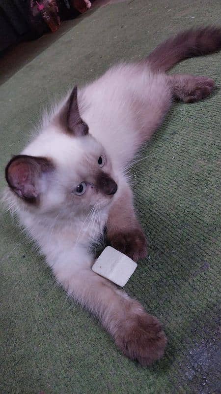 Himalayan kitten 0