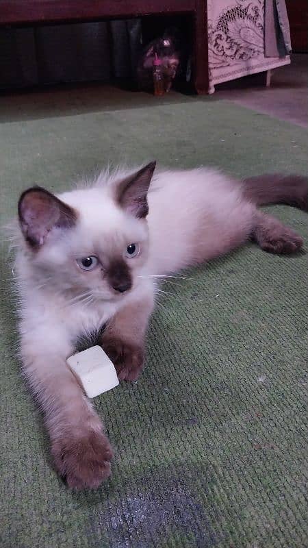 Himalayan kitten 1