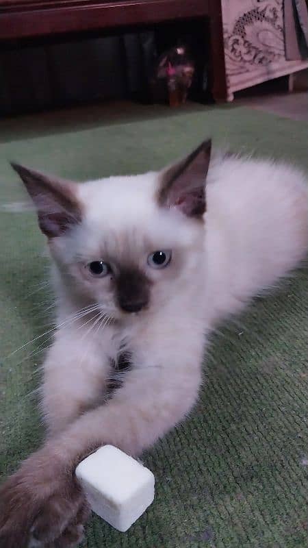 Himalayan kitten 3